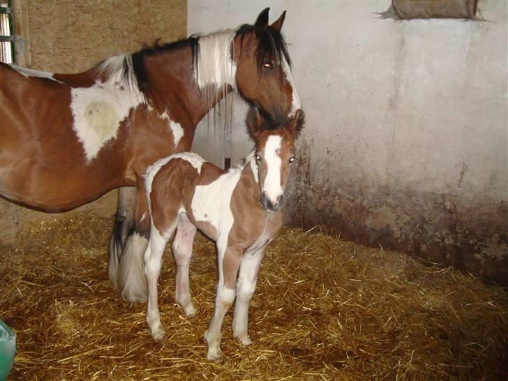 Irish Cob "Caramellas" Fairytale - Dagen efter nu næsten sikker på benene billede 5