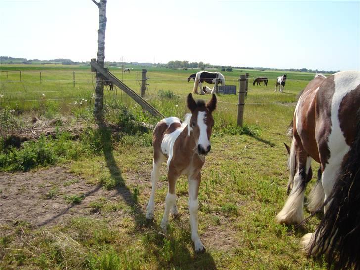 Irish Cob "Caramellas" Fairytale - Første dag på fold billede 6