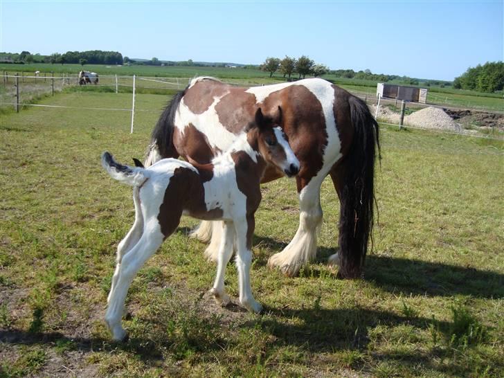 Irish Cob "Caramellas" Fairytale - Godt man har sin mooooooooaaaaaaaar med! billede 7