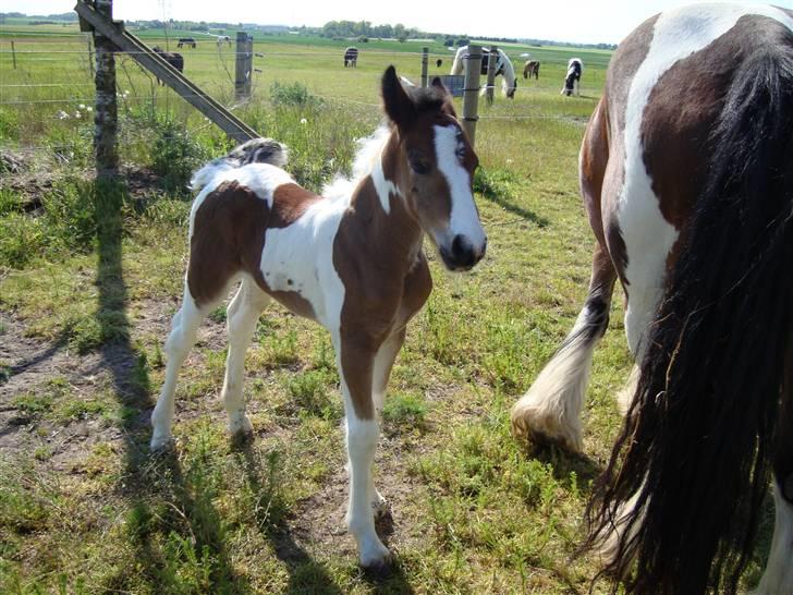 Irish Cob "Caramellas" Fairytale - Jeg er bare for skøn! billede 8