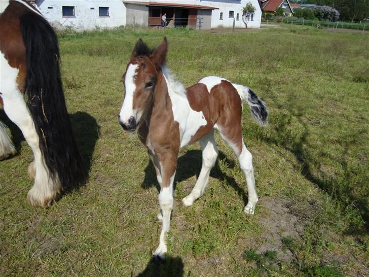 Irish Cob "Caramellas" Fairytale - Smuk også fra den anden side billede 10