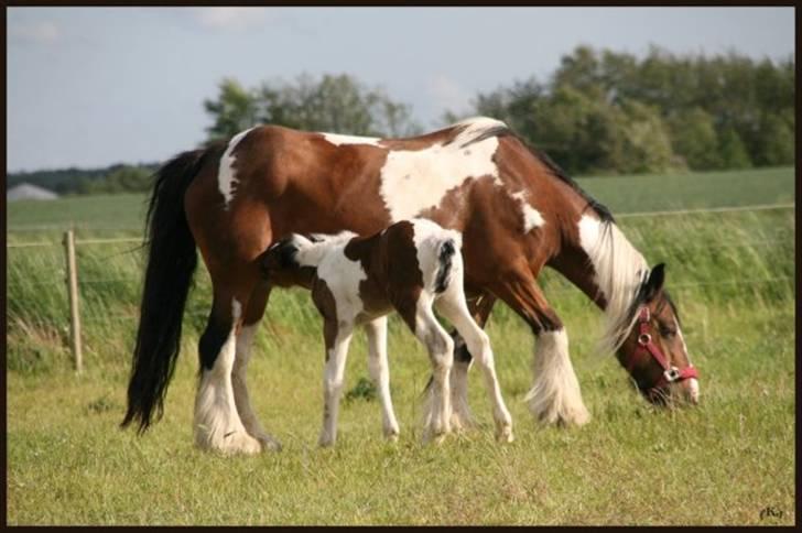 Irish Cob "Caramellas" Fairytale - Caramella og Alanas Fairytaile mor og datter <3 billede 11