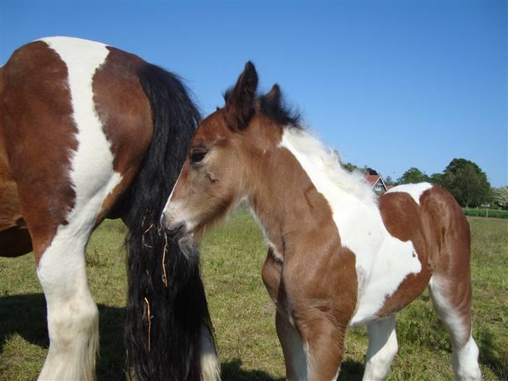 Irish Cob "Caramellas" Fairytale - Smukke aftegn billede 12