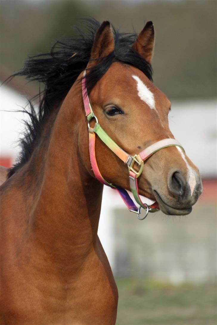 Anden særlig race helleruphus celeste billede 16