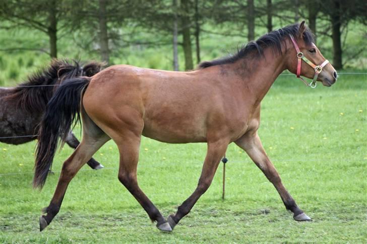 Anden særlig race helleruphus celeste billede 17