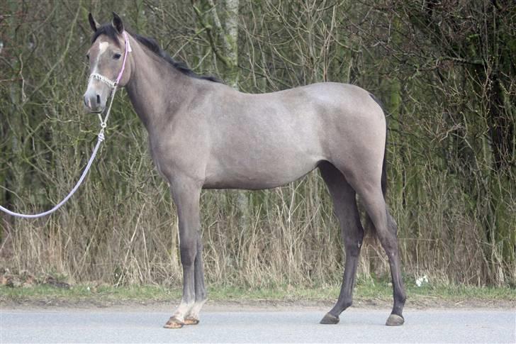 Arabisk fuldblod (OX) helleruphus wilamina - marts 2009 billede 18