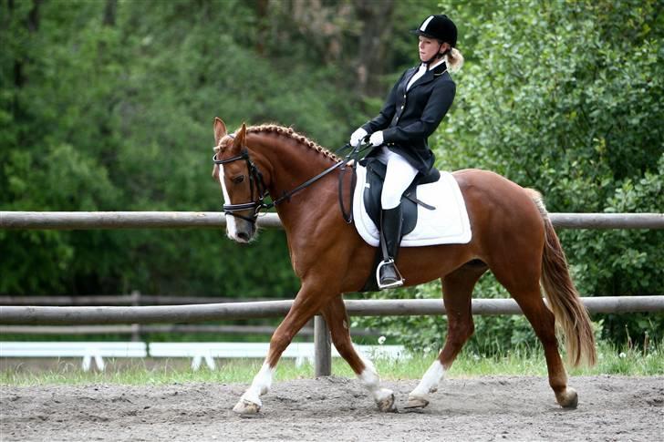 Welsh Cob (sec D)  Sophie solgt billede 7