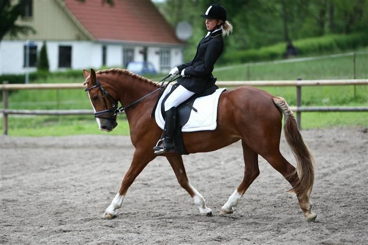 Welsh Cob (sec D)  Sophie solgt billede 8