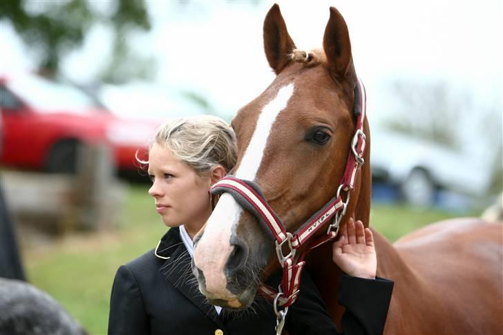 Welsh Cob (sec D)  Sophie solgt billede 9