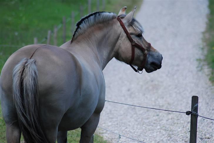 Fjordhest Houbæk's Hitra billede 15