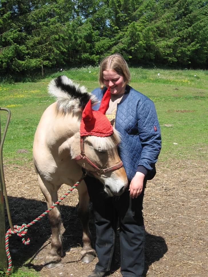 Fjordhest Houbæk's Hitra - 31-05-2009 Rød klær hende..:D billede 16