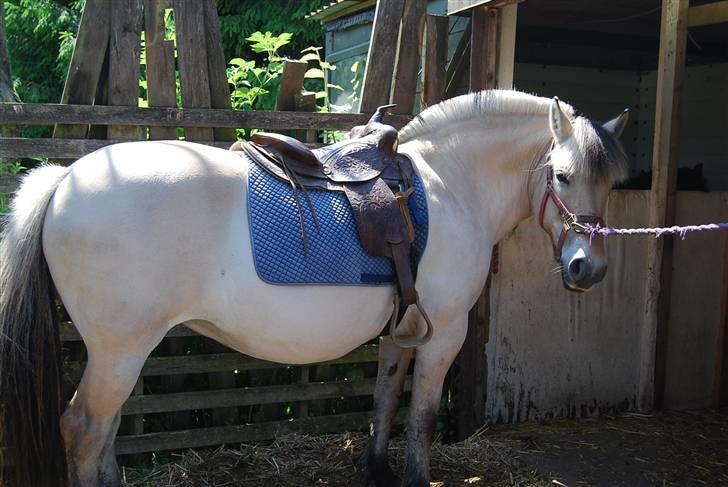 Fjordhest Houbæk's Hitra billede 17