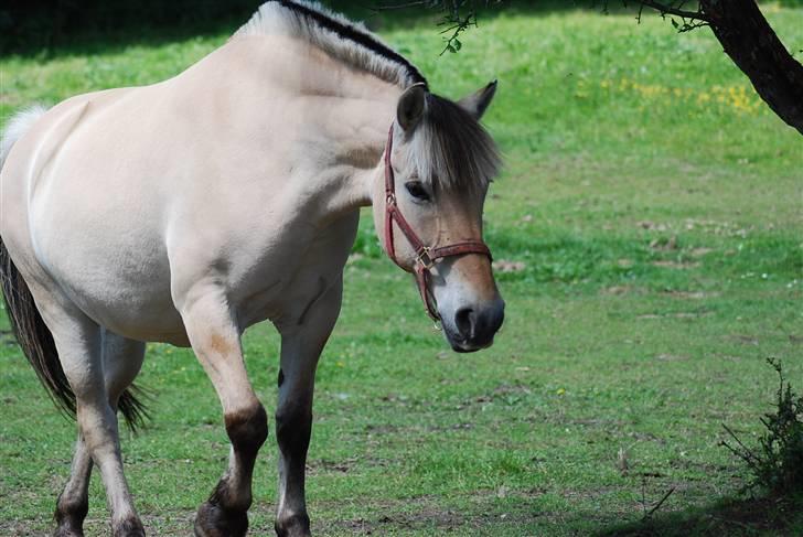 Fjordhest Houbæk's Hitra billede 18