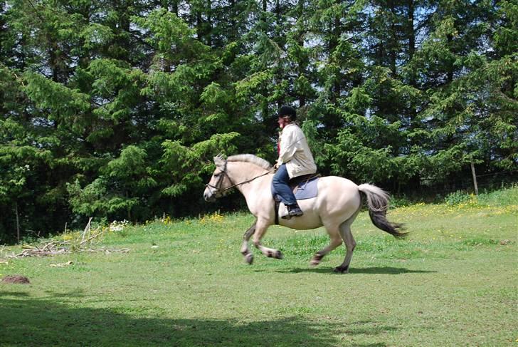 Fjordhest Houbæk's Hitra - Wee.. Der fik jeg min første galop tur i mange år..XD billede 19