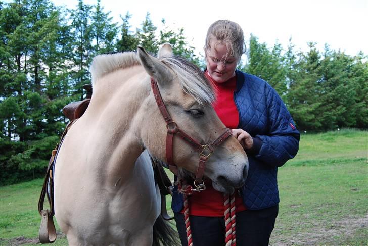Fjordhest Houbæk's Hitra billede 20