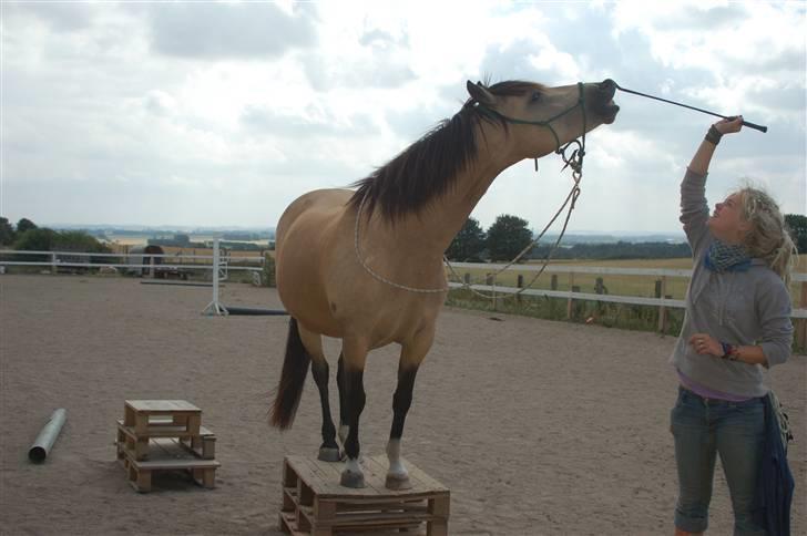 Welsh Pony af Cob-type (sec C) Fanny af Sønderbo - fanny og ayo billede 18