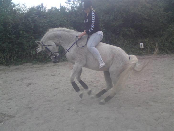 Arabisk fuldblod (OX) { Shaman  - Hva laver du skatter? ;p - det er da godt christina kan holde fat (;  billede 13