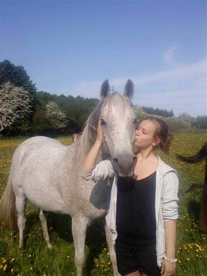 Arabisk fuldblod (OX) { Shaman  - Like a girl there love her´s horse, !  billede 16