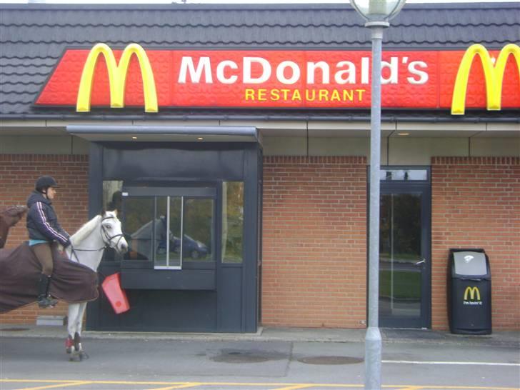 Anden særlig race Macnito solgt! <3 - på mac d på hest med karen katrine og amy billede 12