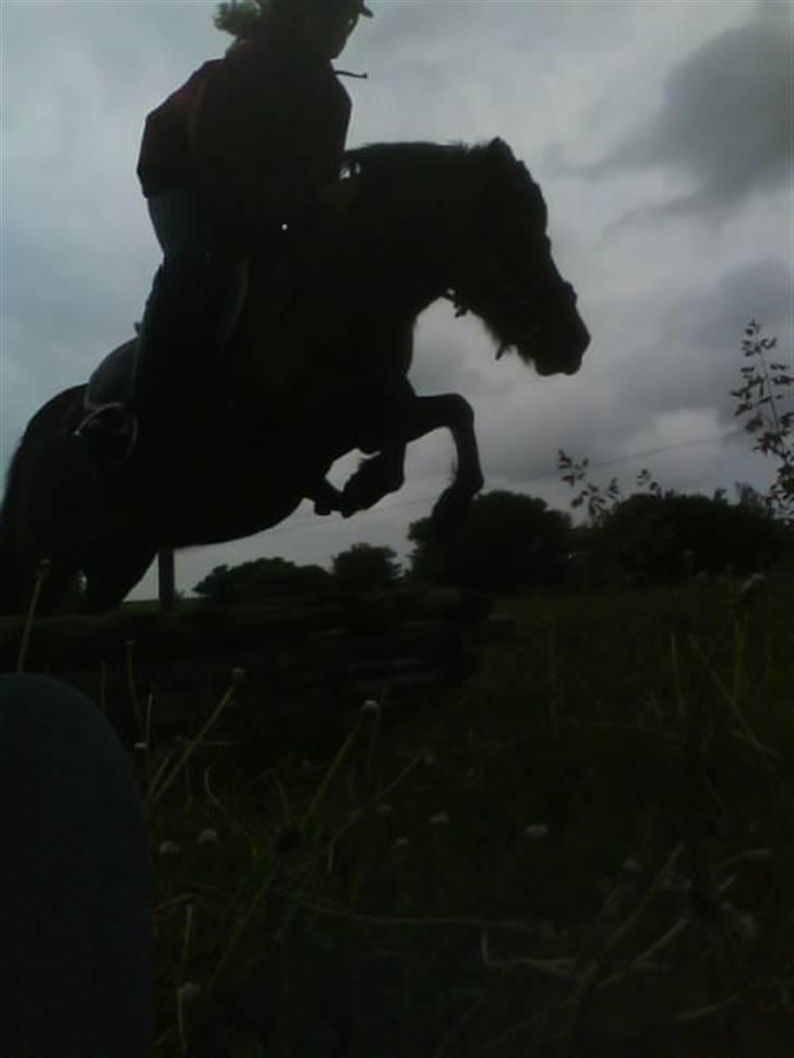 Anden særlig race Lucky/solgt. billede 17