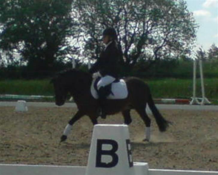 Anden særlig race Lucky/solgt. billede 18