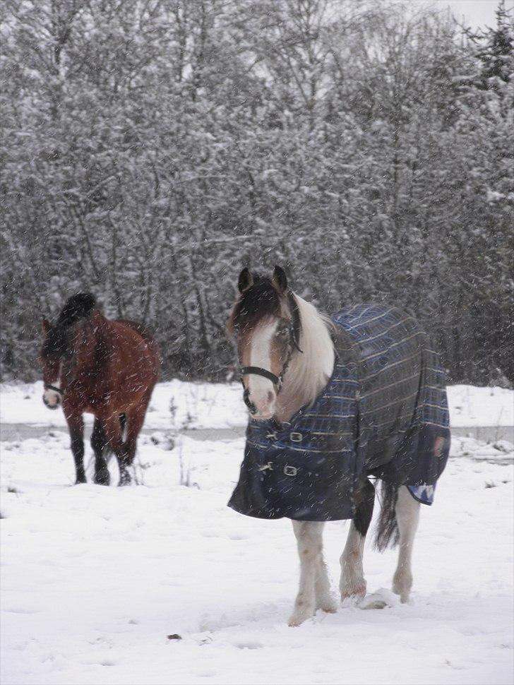 Anden særlig race Blue eyed Smartie - Min lille vinter pony :) 2010 billede 4