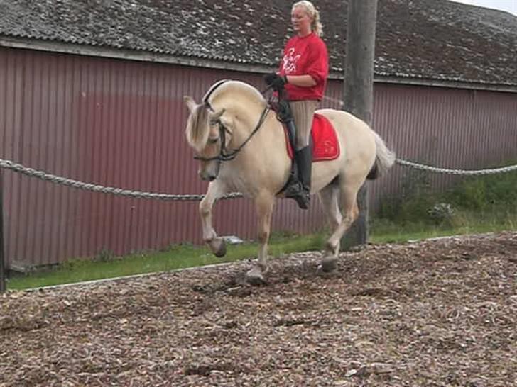 Fjordhest Heila Halsnæs SOLGT - Piaffe billede 1