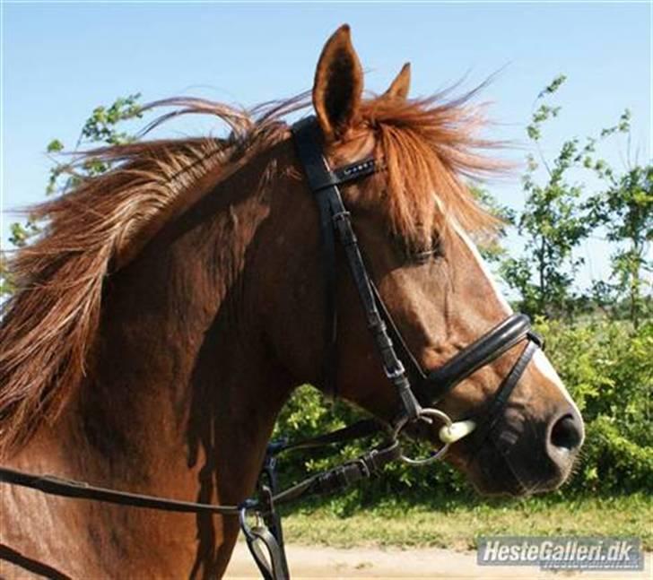 Welsh Pony (sec B) ulan (røde<3) - ulan er dejlig og smuk<33 billede 3