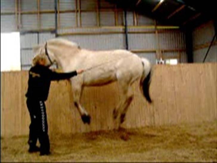 Fjordhest Heila Halsnæs SOLGT - Dådyr hop billede 3