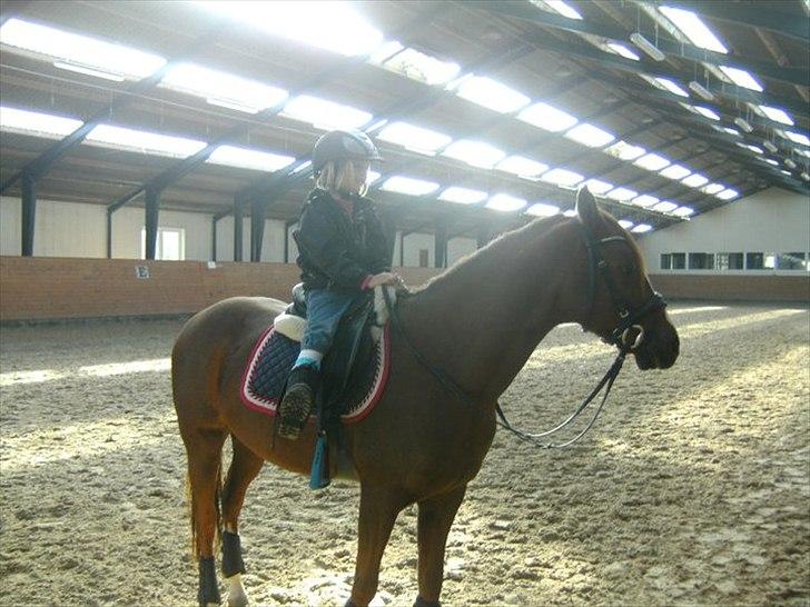 Welsh Pony (sec B) ulan (røde<3) - min lille kusine oppe på vildyet:) billede 6