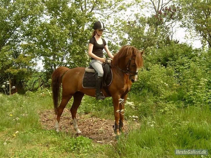 Welsh Pony (sec B) ulan (røde<3) - første dag  billede 7