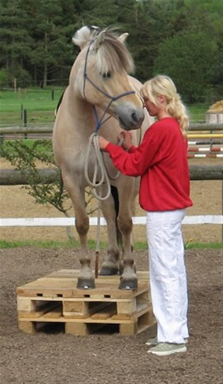 Fjordhest Heila Halsnæs SOLGT - Fra et horesmanship show, vi var ude og lave billede 11