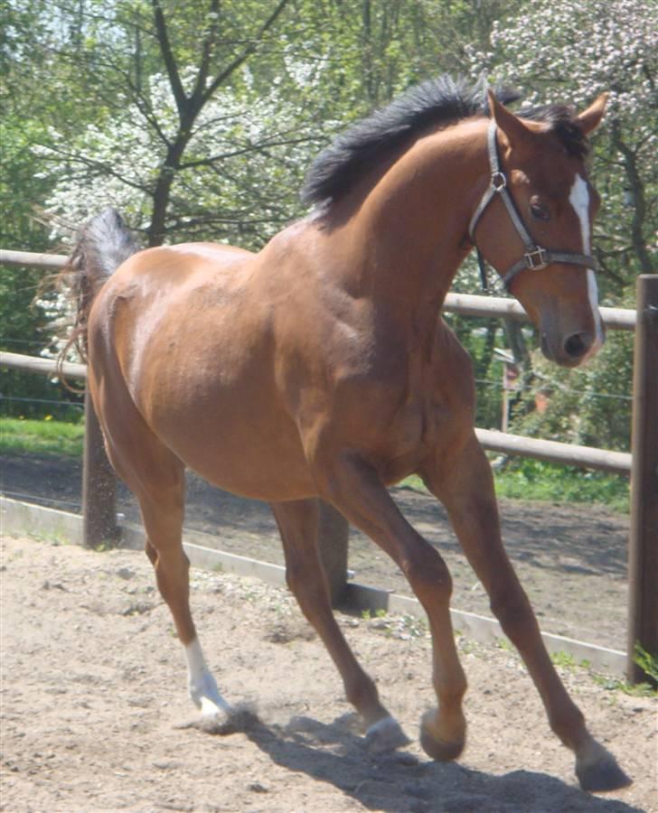 Dansk Varmblod Lunderups red hot chili billede 2