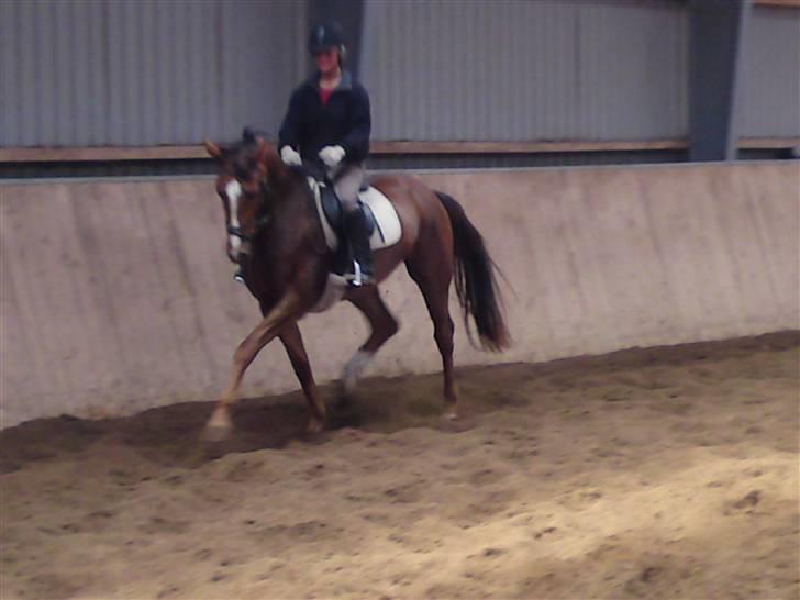 Dansk Varmblod Lunderups red hot chili billede 5