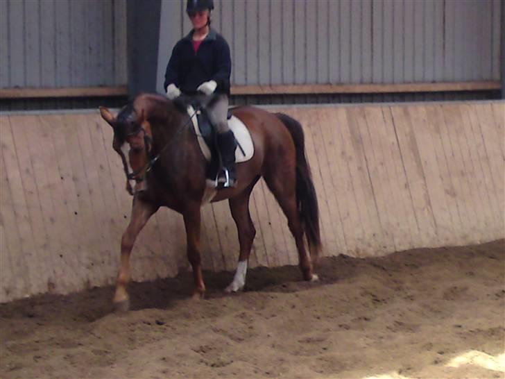 Dansk Varmblod Lunderups red hot chili billede 8