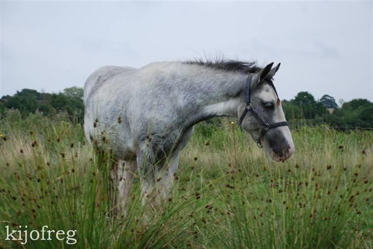 Tinker Gundorphs Jolene billede 11