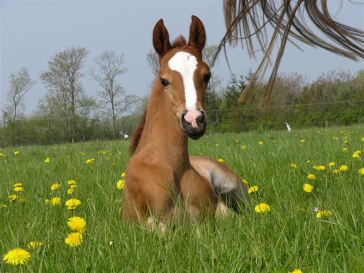 DSP Fandango  SOLGT - Fandango som føl<3  billede 8