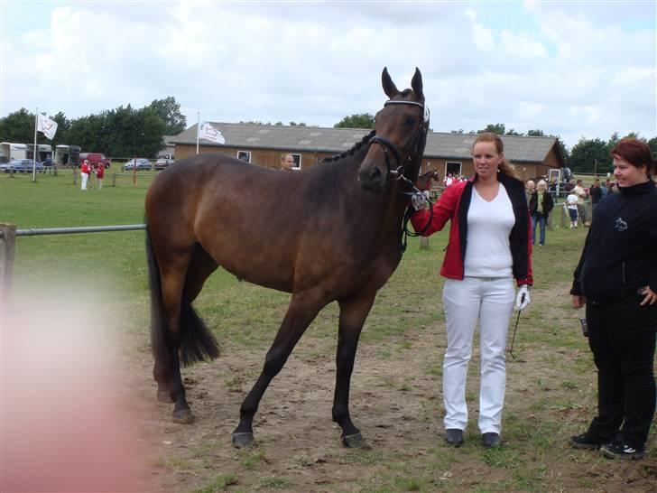 Dansk Varmblod Romina- AFLIVET billede 3