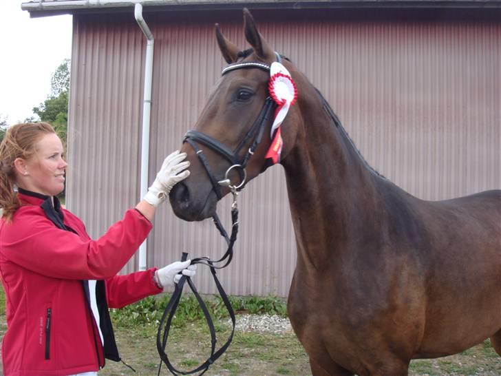 Dansk Varmblod Romina- AFLIVET billede 9