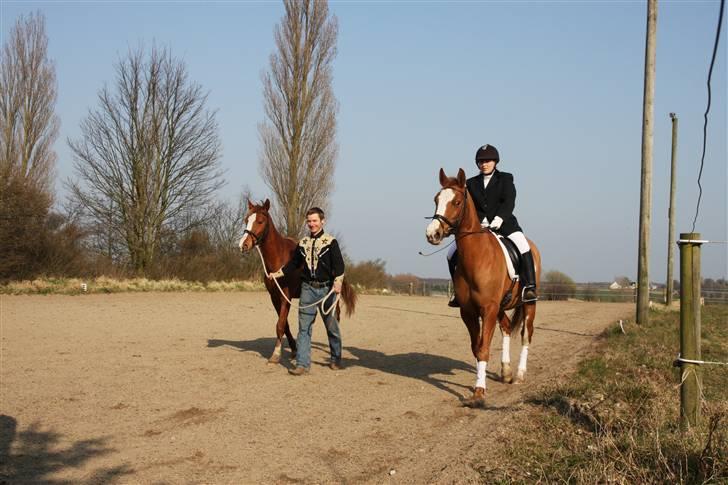 Frederiksborg magic star - Hvor er mine to små heste dog fine samen billede 8