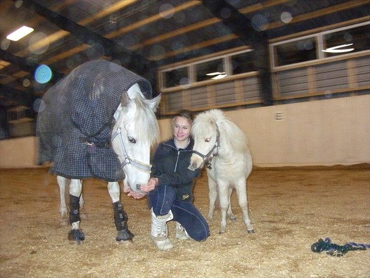 Hollandsk Sportspony  JUANOS (JOENS) <3 - <3 billede 11