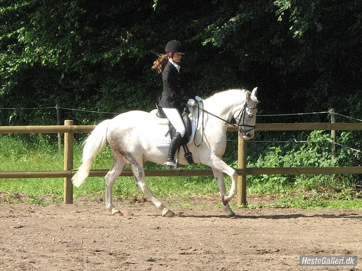 Hollandsk Sportspony  JUANOS (JOENS) <3 - Min drøm (: juli 2010. foto: Sofie Christensen :) billede 12