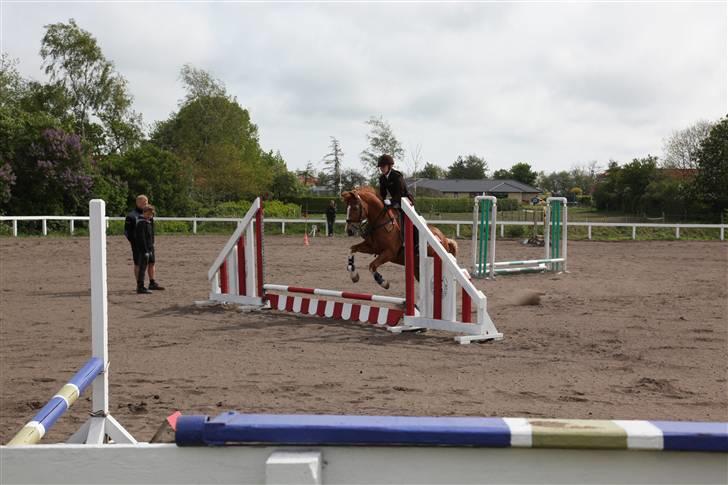 New Forest Kami - Kami og jeg i Dolmer  billede 1