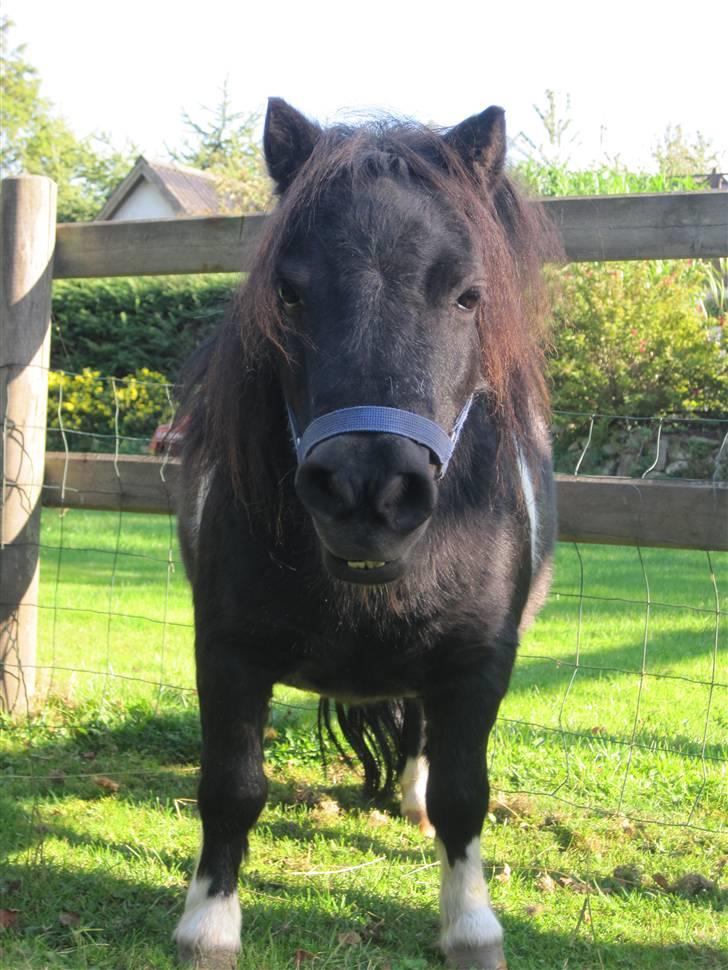 Miniature Nuser R.I.P - NUSER :) billede 1