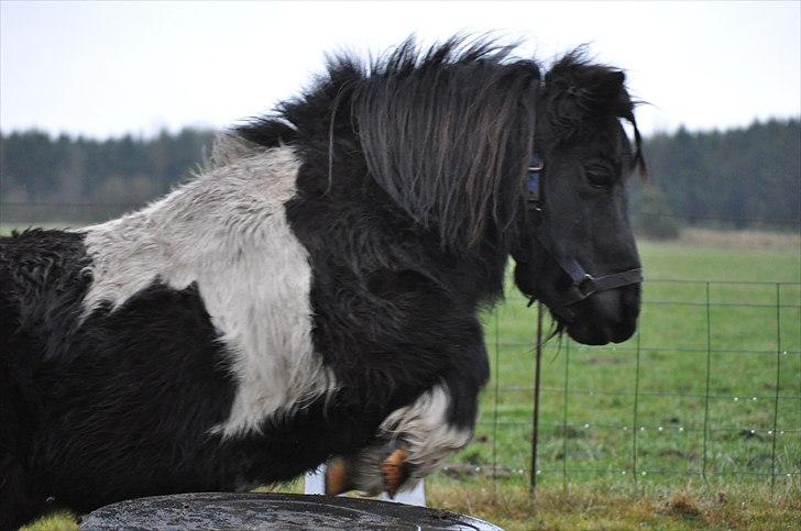 Miniature Nuser R.I.P billede 2