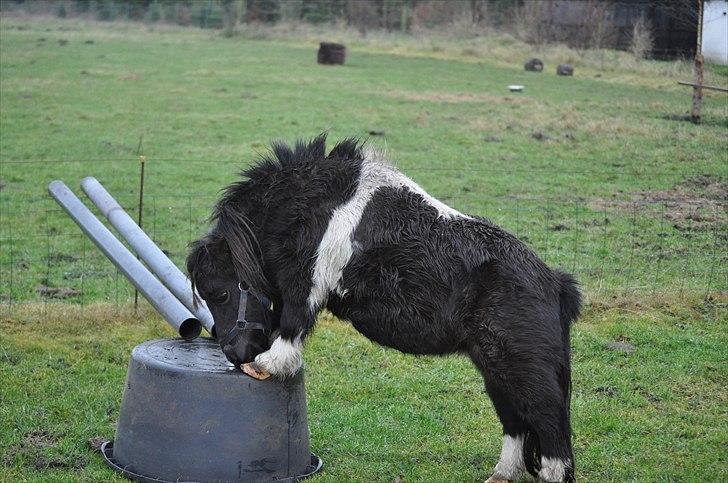 Miniature Nuser R.I.P billede 3