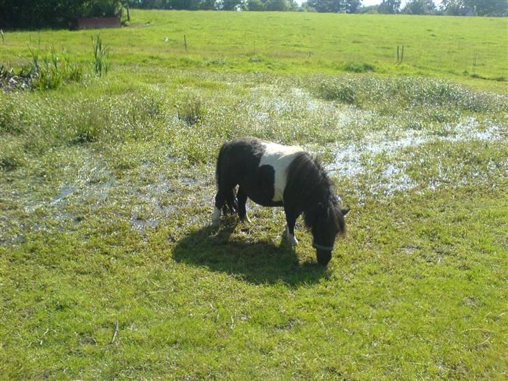 Miniature Nuser R.I.P - På Mark :) billede 4