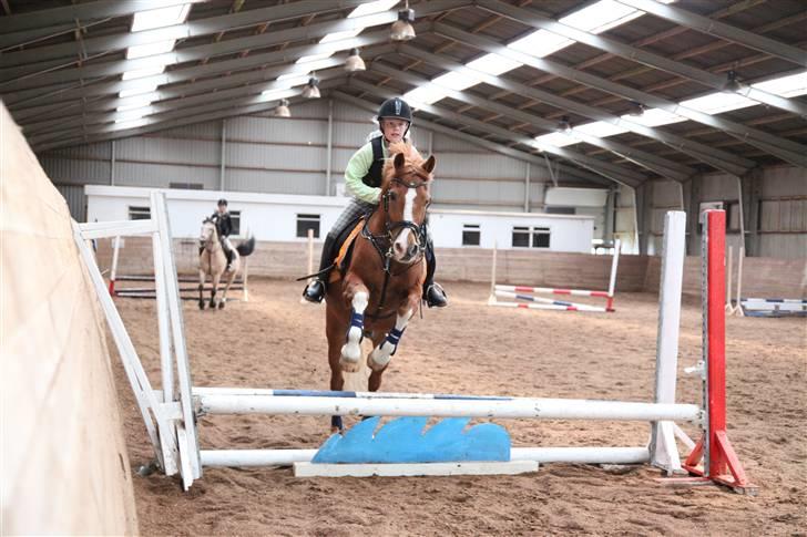 New Forest Kami - Kami og jeg springer fyld hjemme (: billede 4