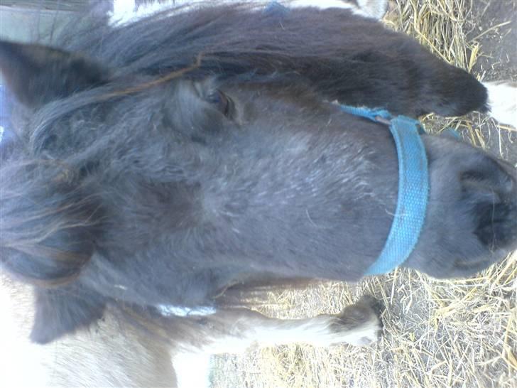 Miniature Nuser R.I.P - Unskyld det vender forkert:D Nuser smiler billede 5