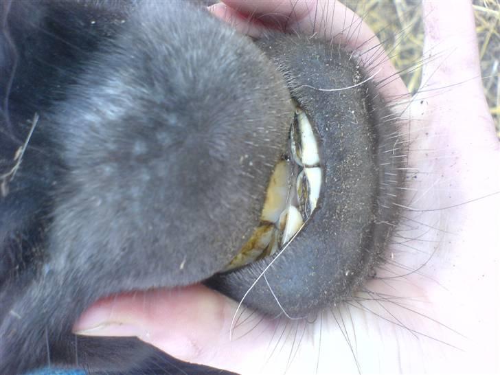 Miniature Nuser R.I.P - Unskyld det vender forkert:D Nusers store underbid billede 6